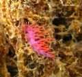 Flabellina ischitana